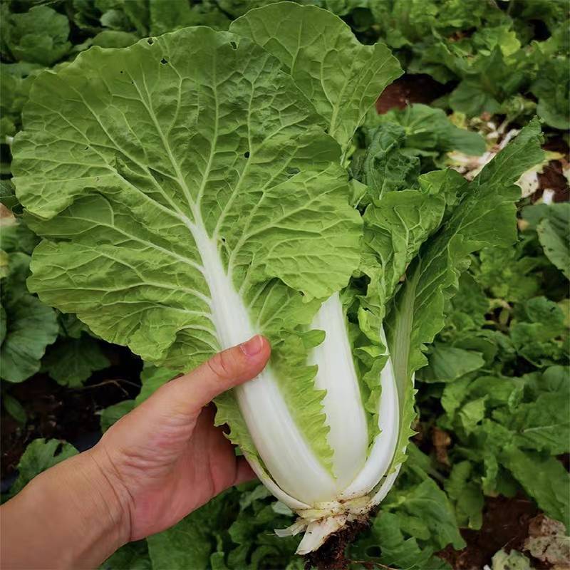 毛白菜竹筒菜麻叶青白菜一手货源支持视频看货保质