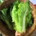 毛白菜竹筒菜麻叶青白菜一手货源支持视频看货保质