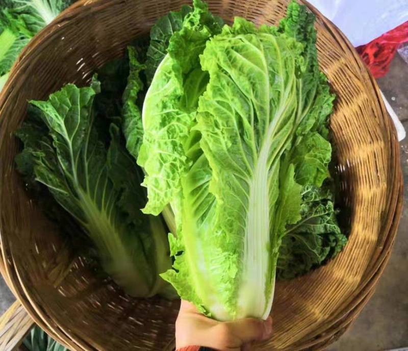 毛白菜竹筒菜麻叶青白菜一手货源支持视频看货保质