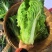 毛白菜竹筒菜麻叶青白菜一手货源支持视频看货保质