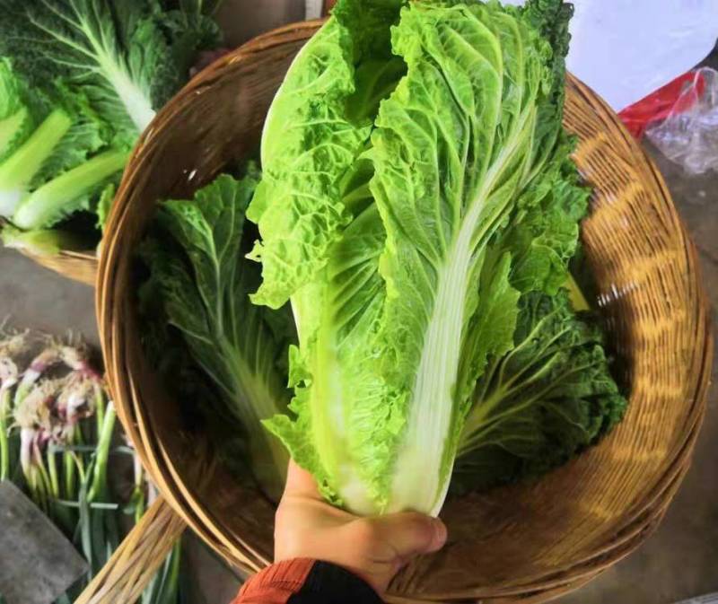 毛白菜竹筒菜麻叶青白菜一手货源支持视频看货保质