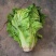 毛白菜竹筒菜麻叶青白菜一手货源支持视频看货保质
