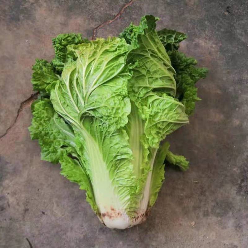 毛白菜竹筒菜麻叶青白菜一手货源支持视频看货保质