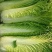 毛白菜竹筒菜麻叶青白菜一手货源支持视频看货保质