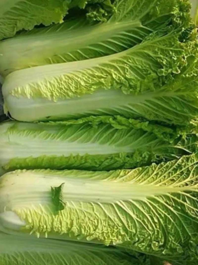 毛白菜竹筒菜麻叶青白菜一手货源支持视频看货保质