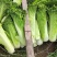 毛白菜竹筒菜麻叶青白菜一手货源支持视频看货保质