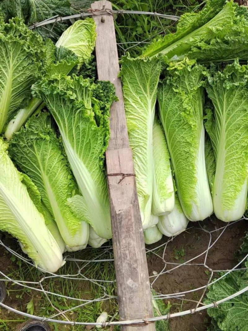 毛白菜竹筒菜麻叶青白菜一手货源支持视频看货保质