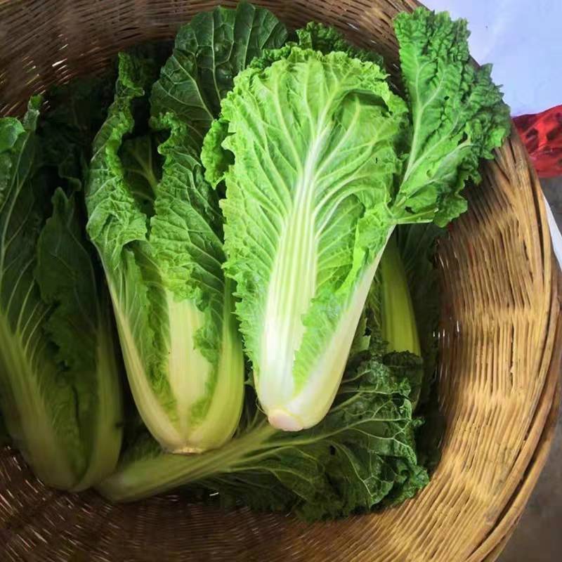 毛白菜竹筒菜麻叶青白菜一手货源支持视频看货保质