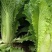毛白菜竹筒菜麻叶青白菜一手货源支持视频看货保质
