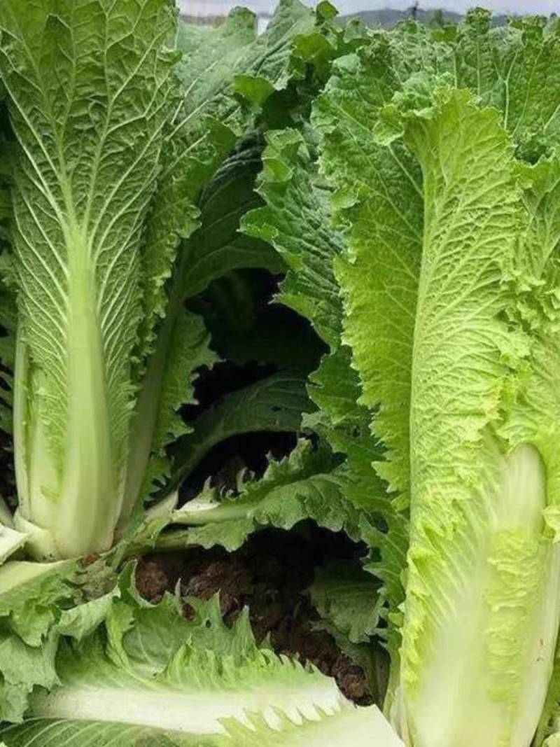 毛白菜竹筒菜麻叶青白菜一手货源支持视频看货保质