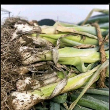 大量供应鸡腿大葱