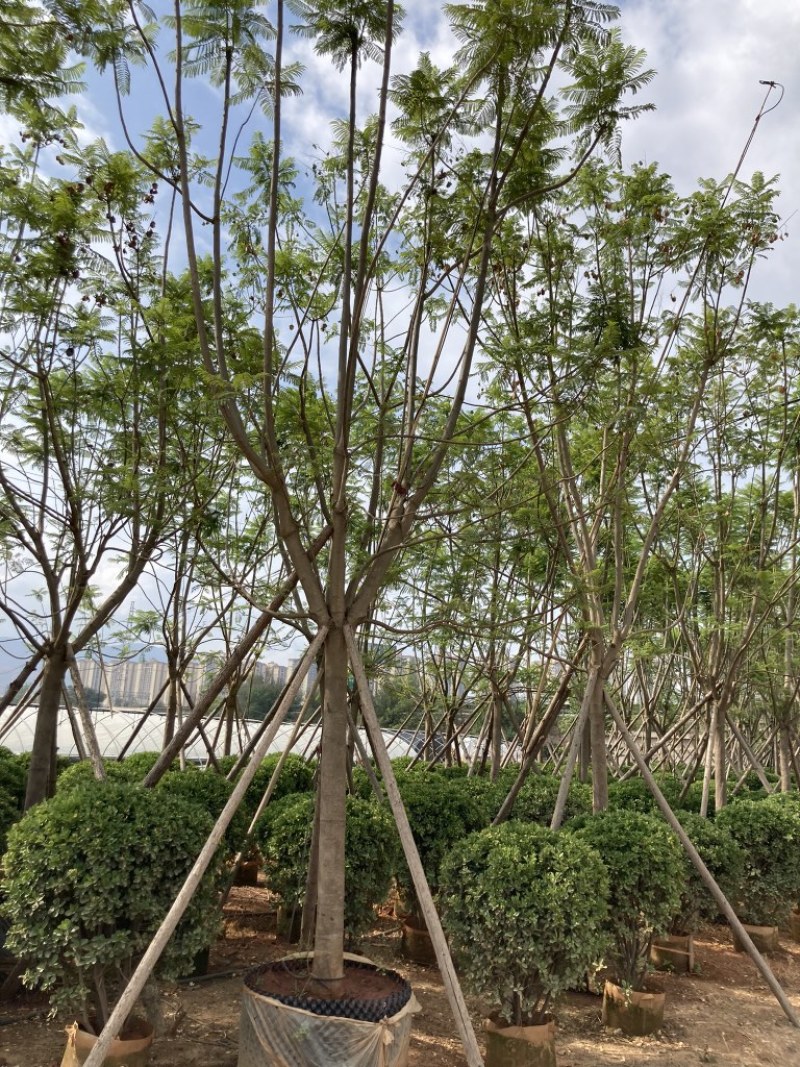 蓝花楹15-16公分，成活率高，树形优美