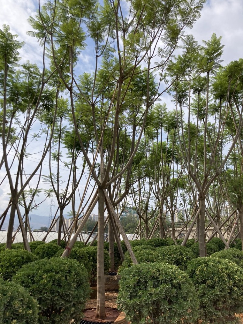 蓝花楹15-16公分，成活率高，树形优美