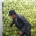 山东甘蓝菜货源充足价格不高保质保量全国发货