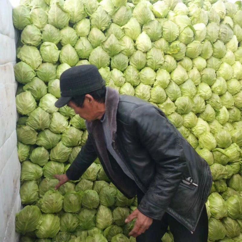 山东甘蓝菜货源充足价格不高保质保量全国发货