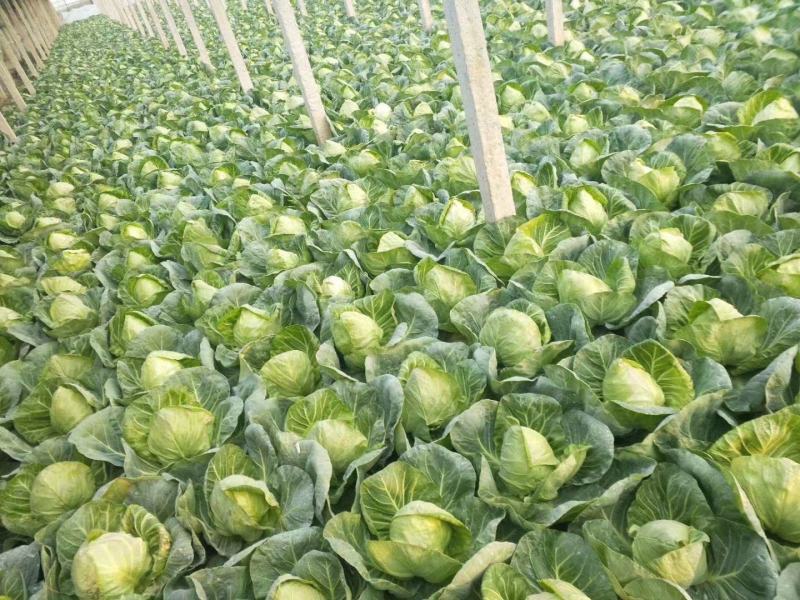 山东甘蓝菜货源充足价格不高保质保量全国发货