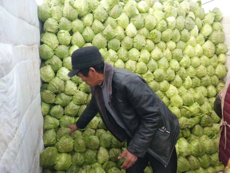 山东甘蓝菜货源充足价格不高保质保量全国发货