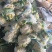 山东日照莒县蔬菜种植基地有机花货源充足，欢迎新老客户