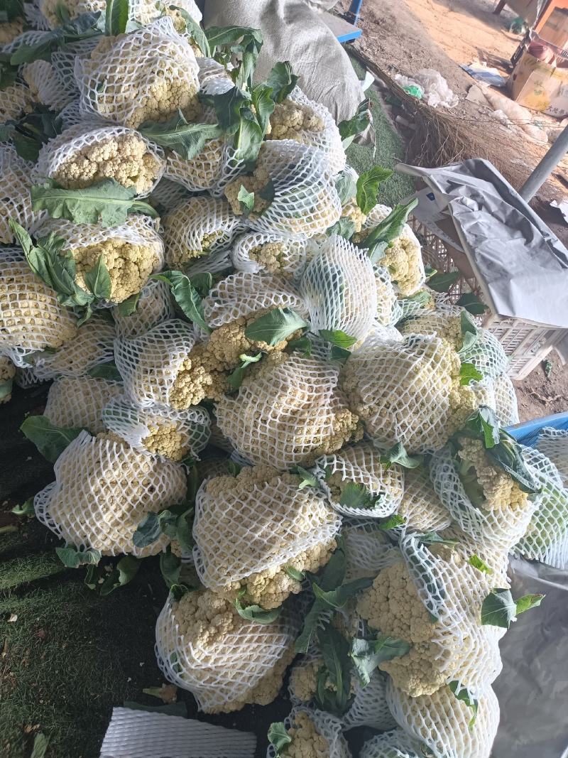 山东日照莒县蔬菜种植基地有机花货源充足，欢迎新老客户