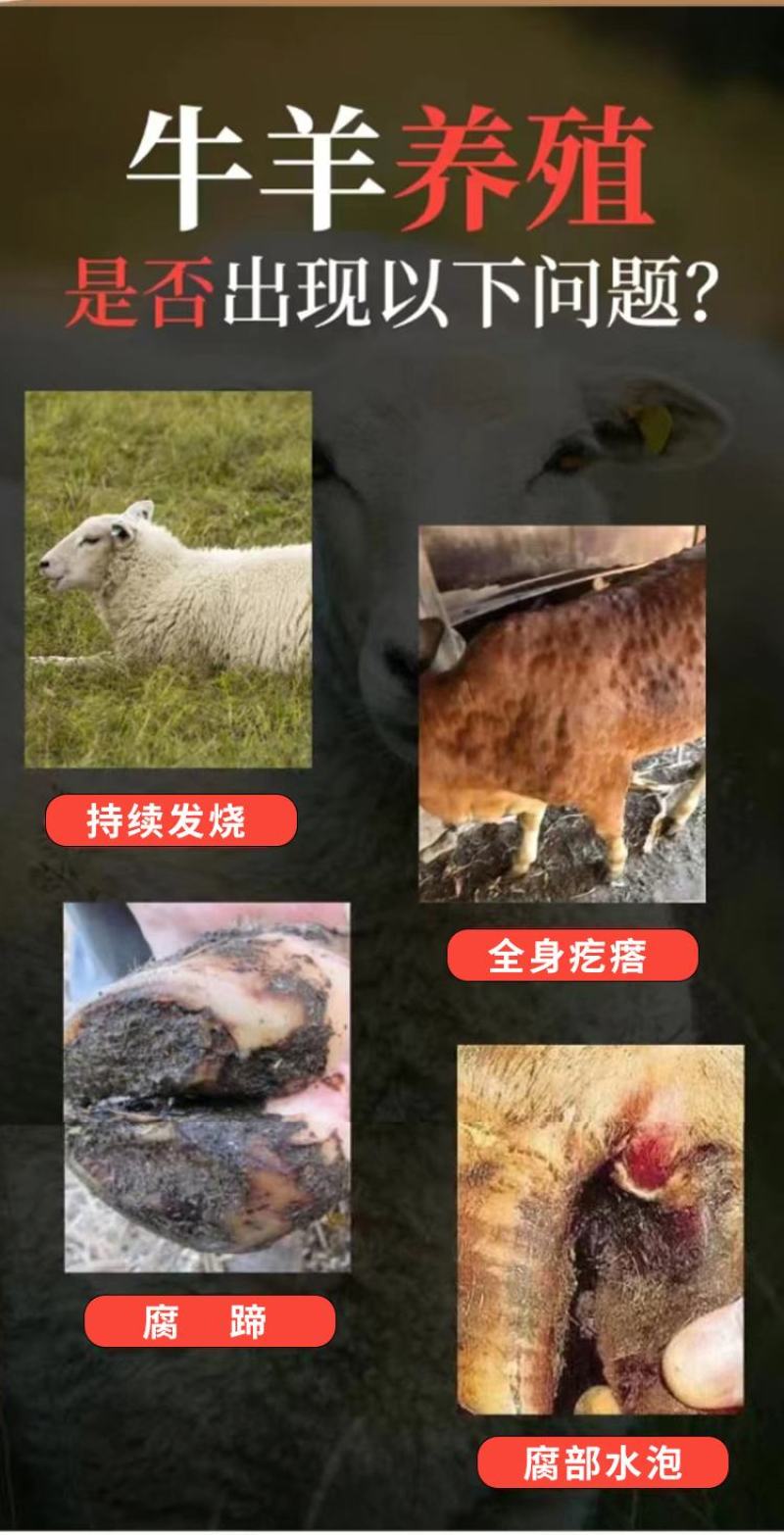 普旺厂家牛羊结节消痘疮疙瘩羊痘口蹄孕畜可用