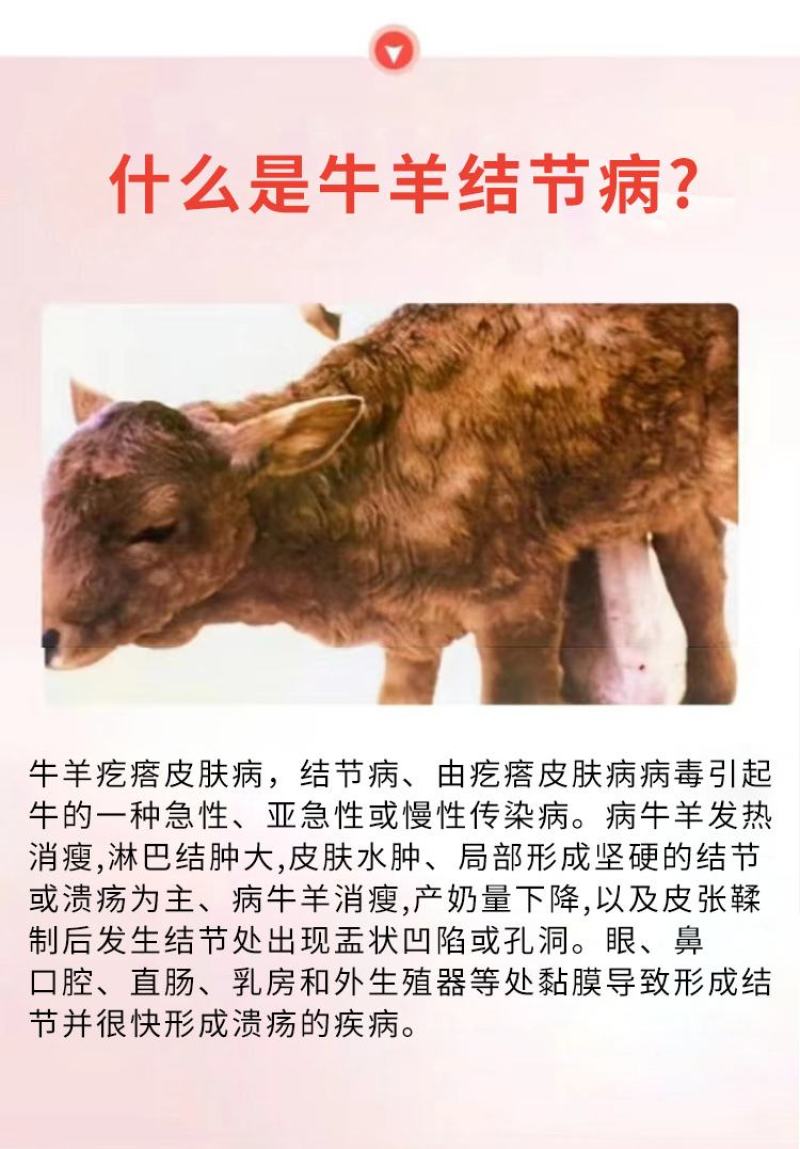 普旺厂家牛羊结节消痘疮疙瘩羊痘口蹄孕畜可用
