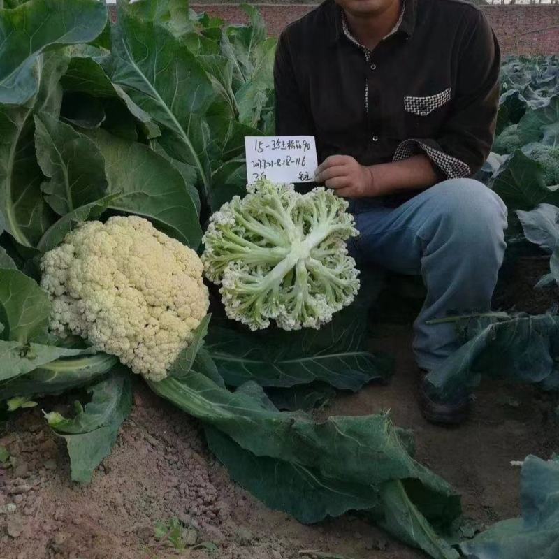豫艺花菜种子珍玉松花90天松花菜种籽青梗松花菜种脆甜好吃