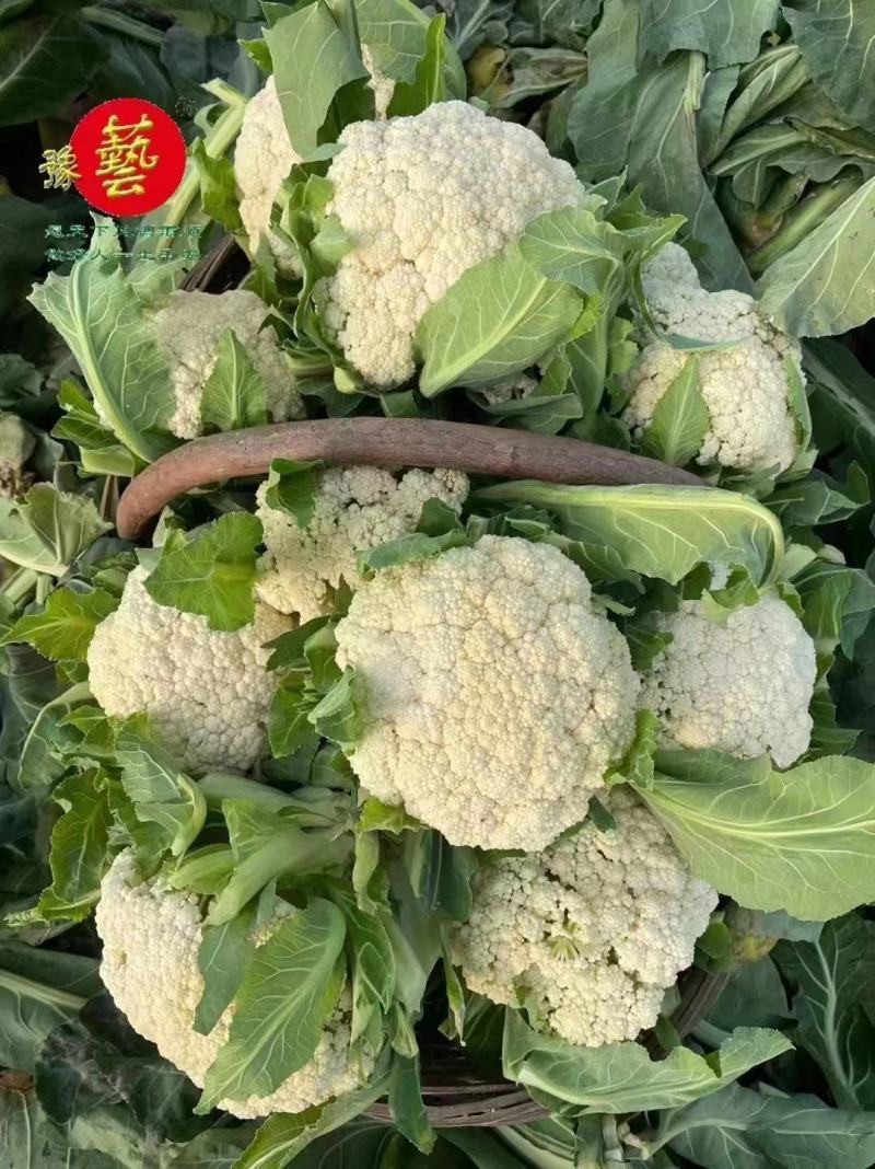 豫艺花菜种子珍玉松花90天松花菜种籽青梗松花菜种脆甜好吃