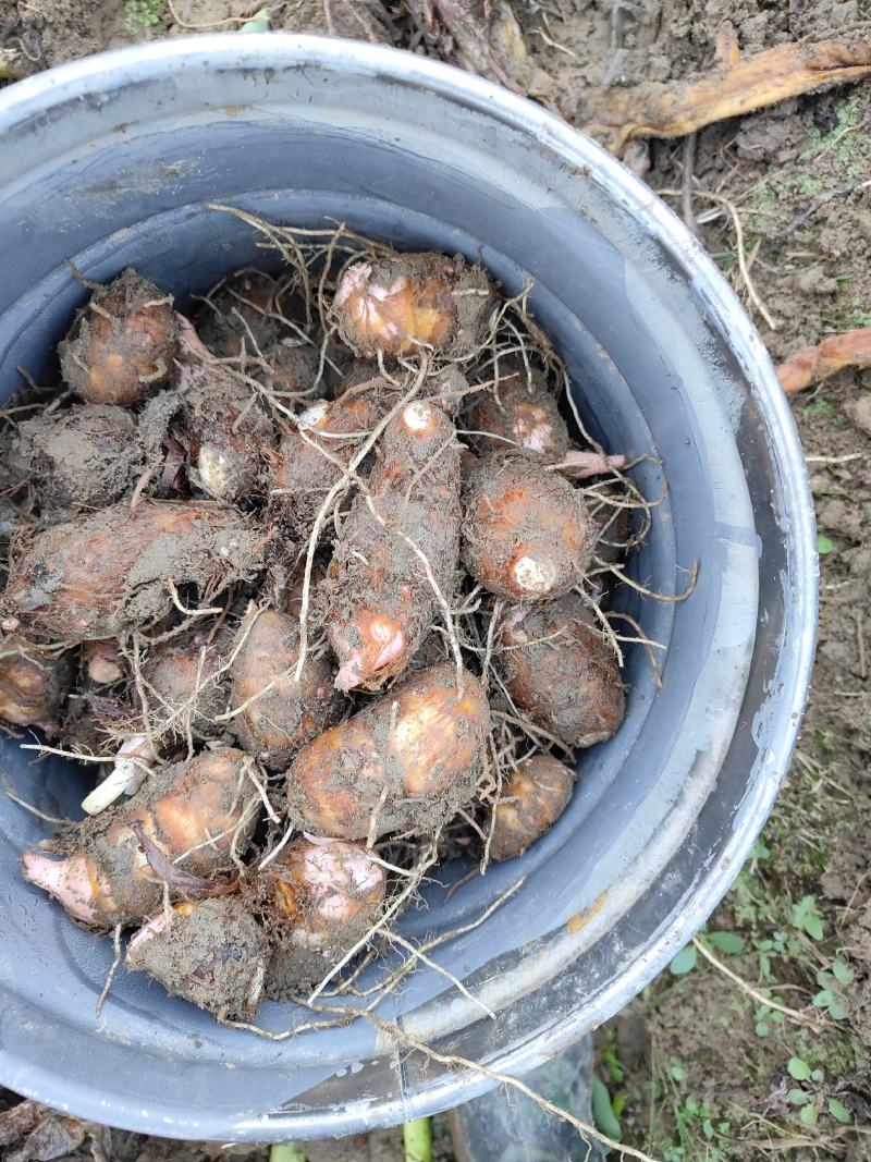 【红芽芋】芋头批发浙江衢州基地直供一手货源大量供应中