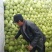 山东甘蓝菜大量上市了货源充足价格不高全国发货