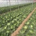 山东甘蓝菜大量上市了货源充足价格不高全国发货