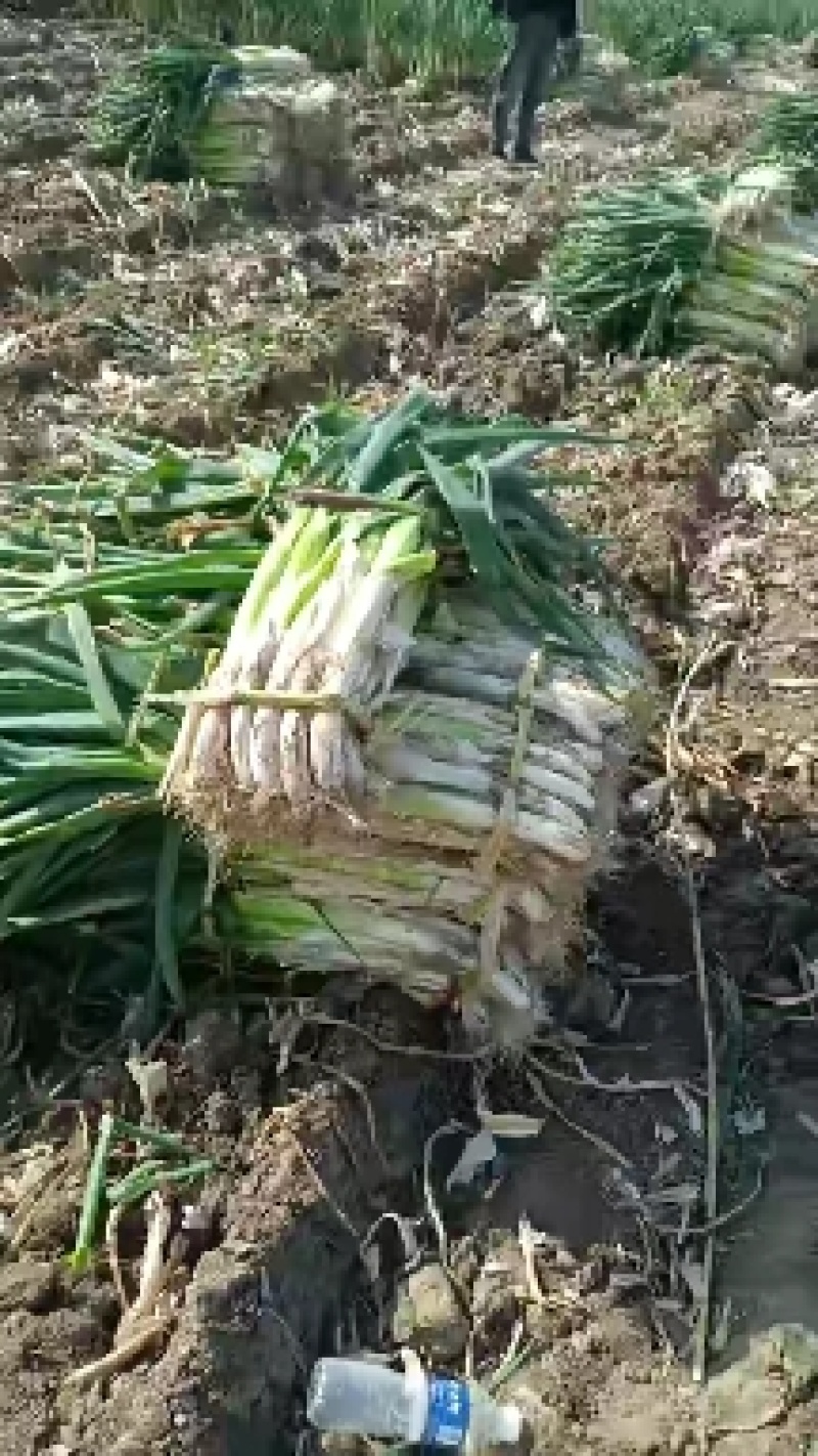 长白，刚葱，铁杆大葱大量上市质量好白长，不空心，欢迎采购