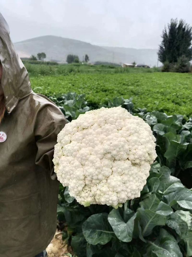 豫艺种子珍玉松花100松花菜种子春秋两季种植中晚熟大颗