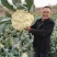 豫艺种子珍玉松花100松花菜种子春秋两季种植中晚熟大颗