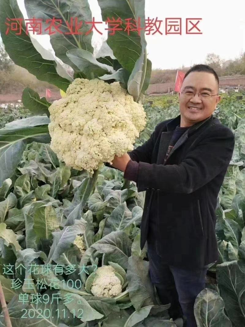 豫艺种子珍玉松花100松花菜种子春秋两季种植中晚熟大颗