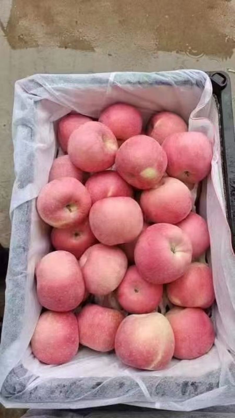 河北保定红富士苹果量大从优全国发货商超直供