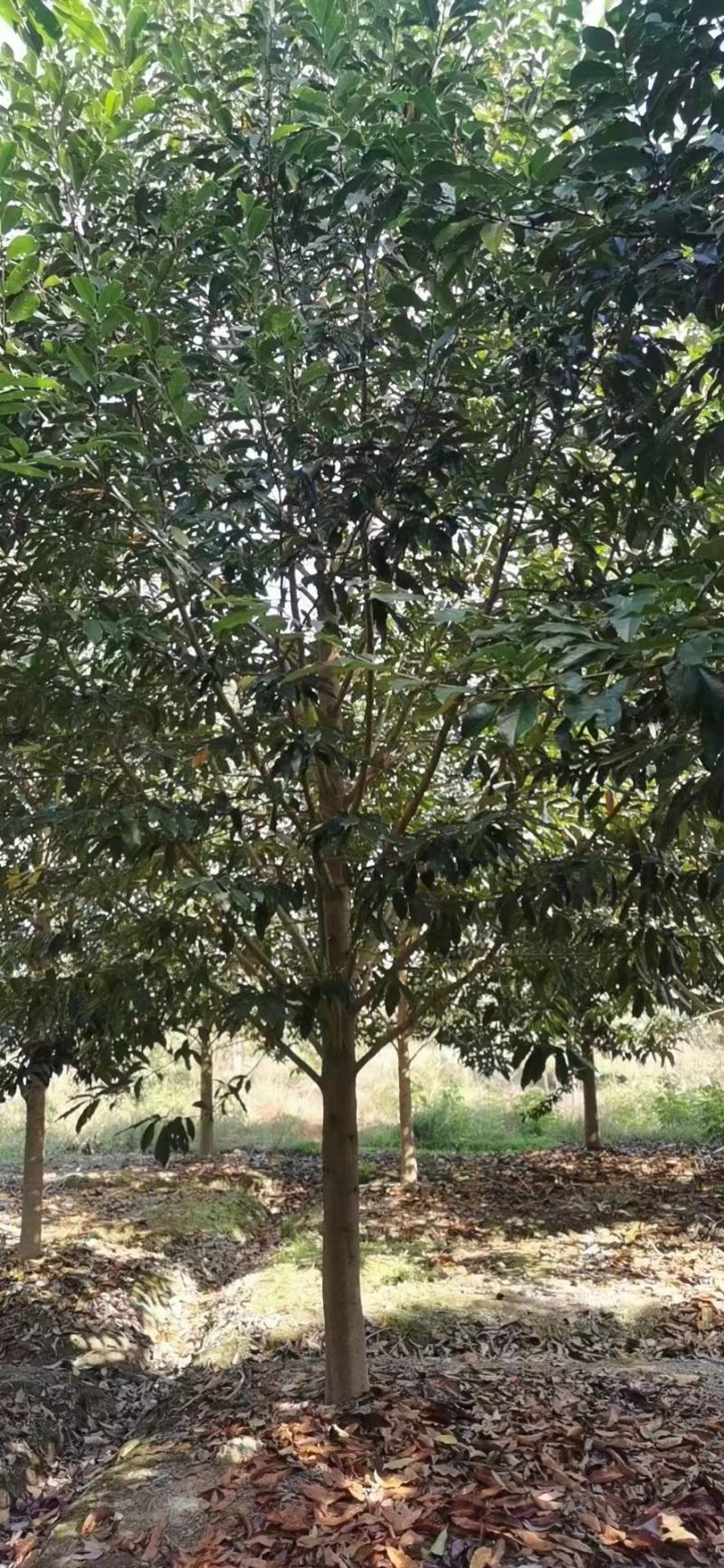 江西乐昌含笑货源充足规格齐全价格欢迎来电详谈可视频看货！