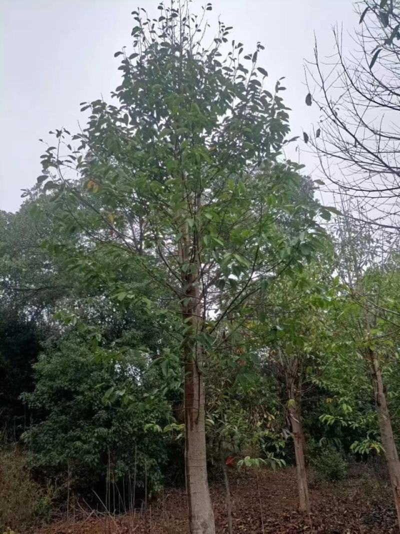 江西乐昌含笑货源充足规格齐全价格欢迎来电详谈可视频看货！