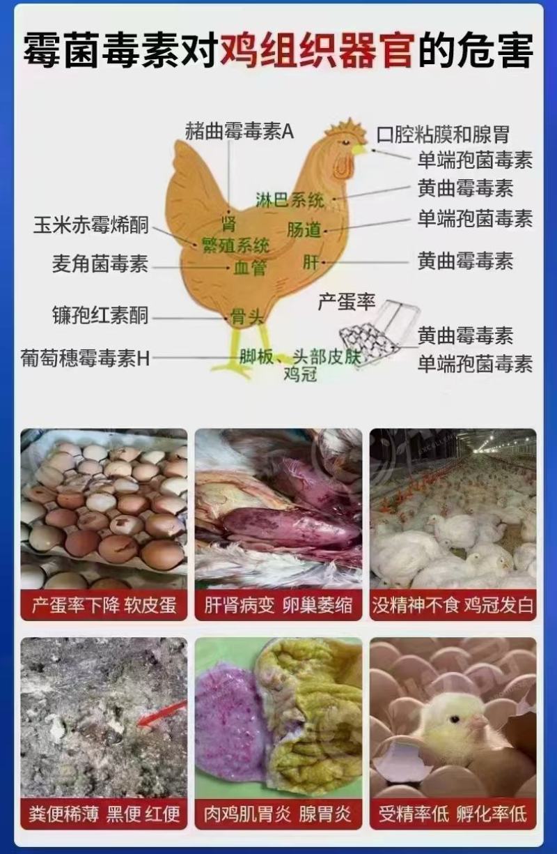 力顿