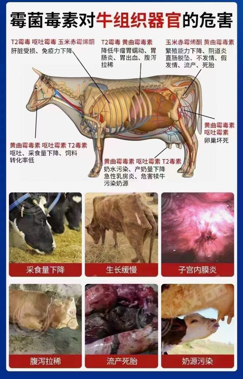 力顿