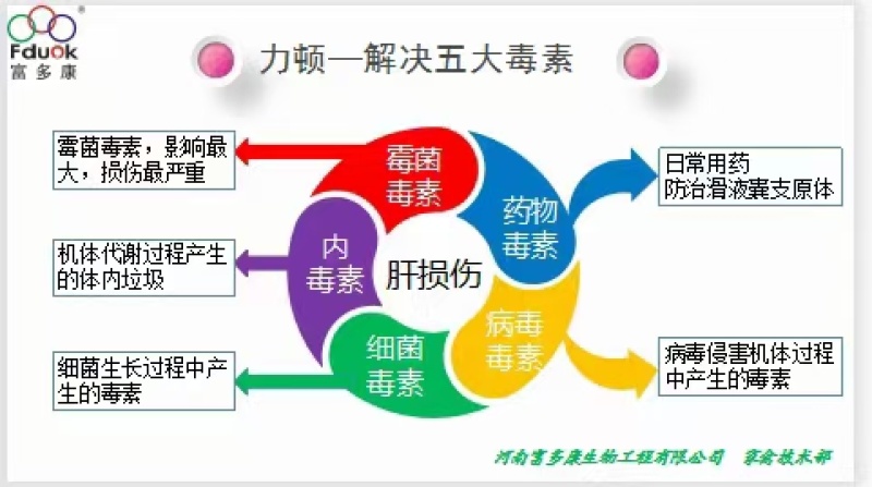 力顿