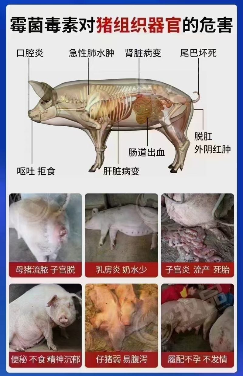 力顿