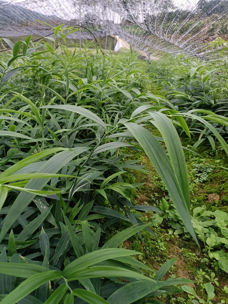 黄精苗，四川多花姜型不倒苗甜黄精种苗老虎姜苗