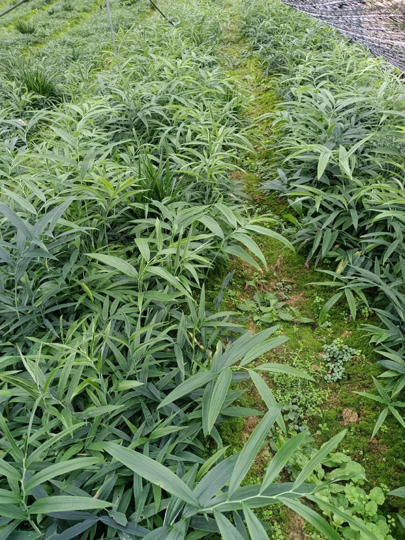 黄精种苗，四川多花姜型不倒苗甜黄精种苗老虎姜苗
