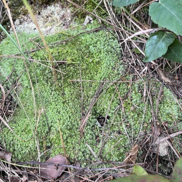 白发藓，大灰藓