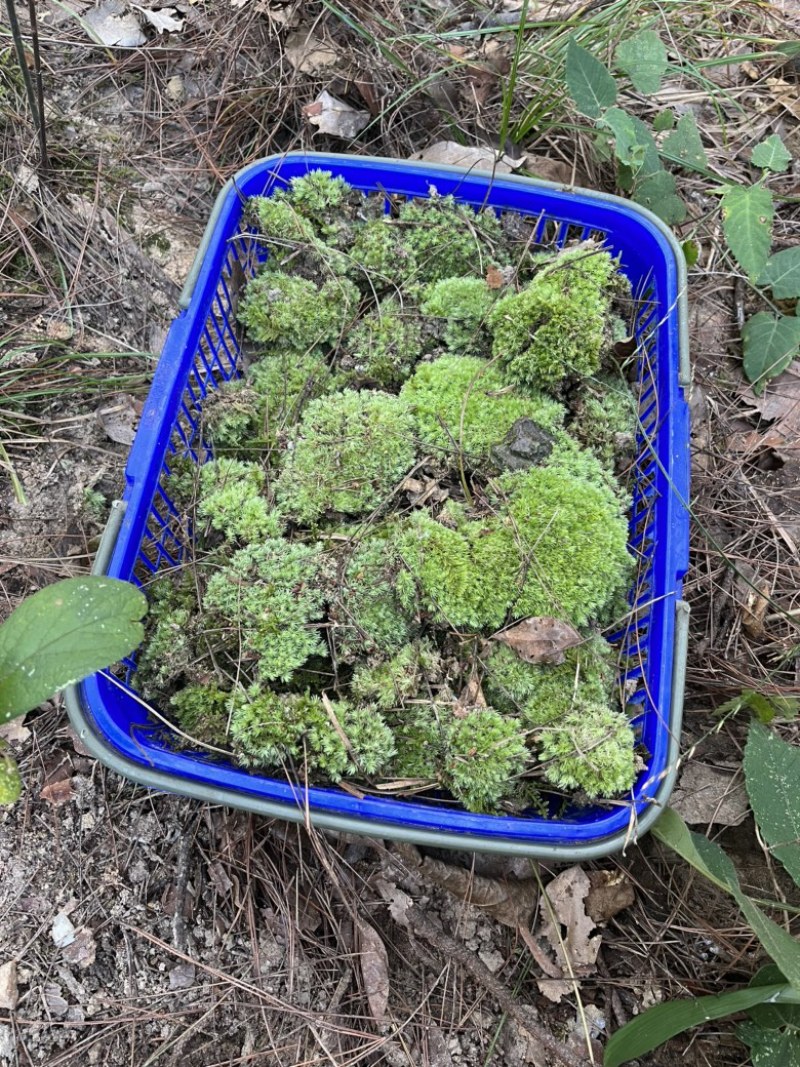 白发藓，大灰藓