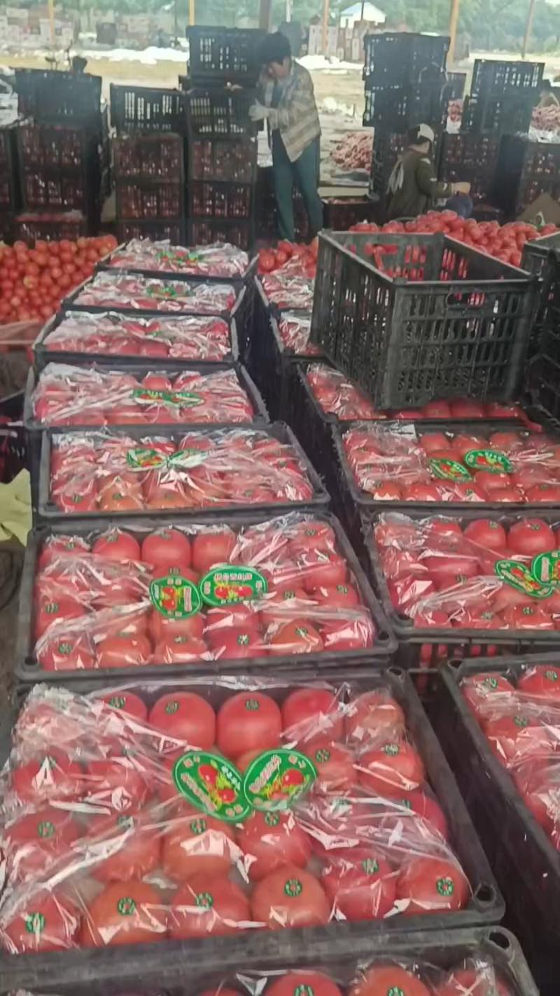 【河北西红柿】产地，主供超市，电商等，欢迎联系。