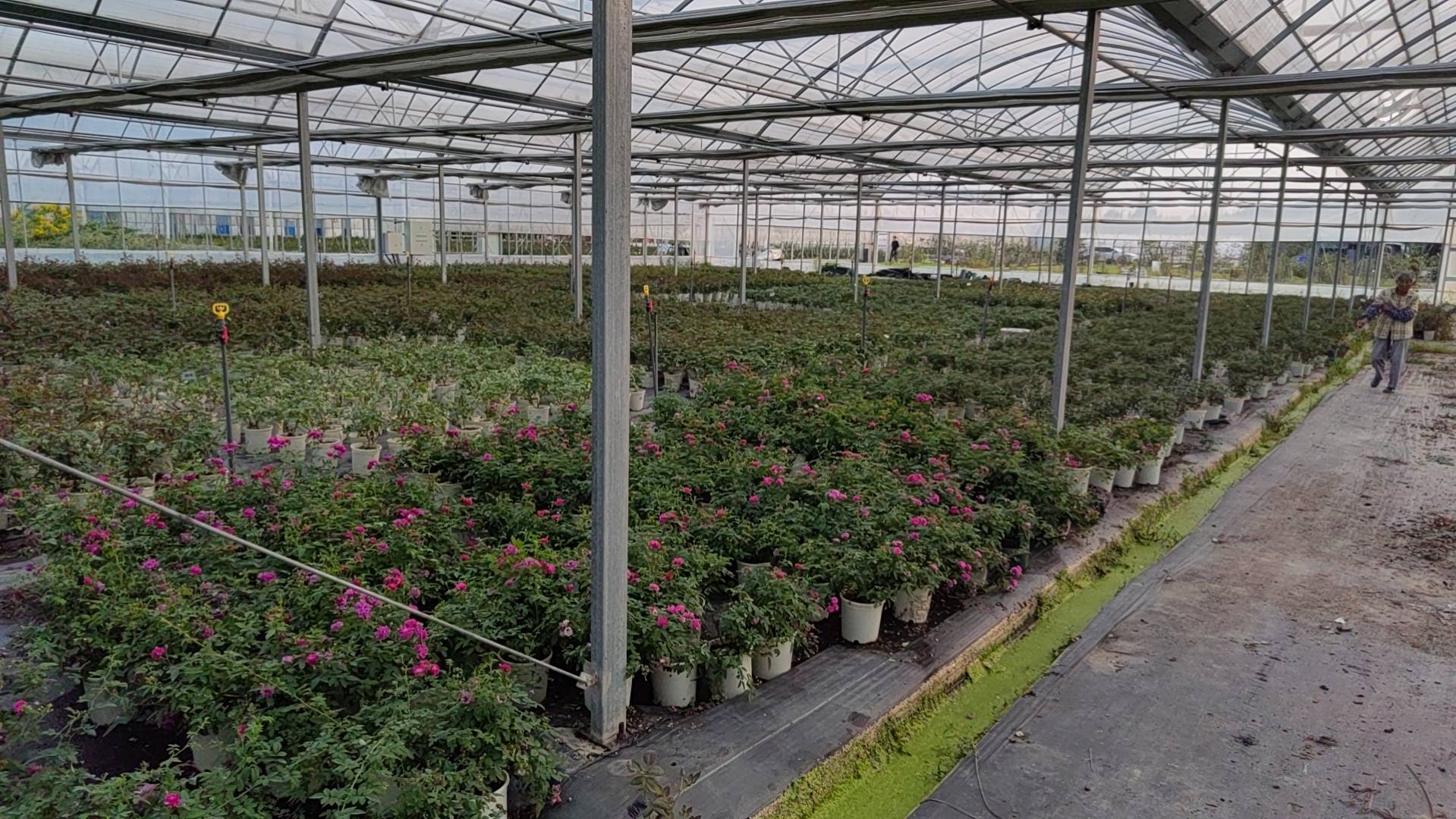 现代化月季种植基地航拍图