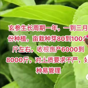 玄参