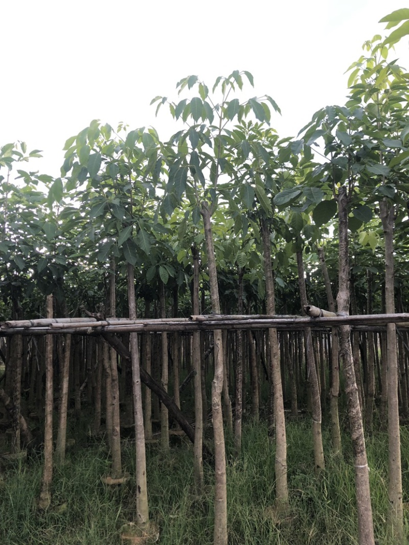 红花风铃木
