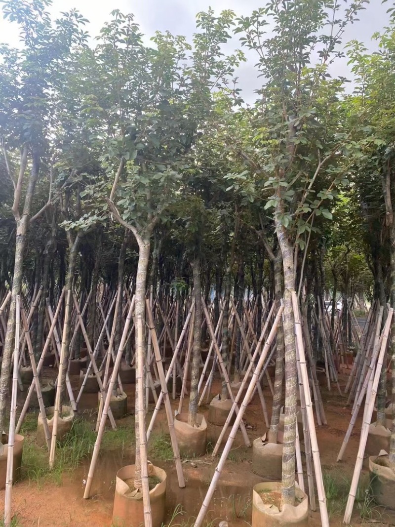 黄花风铃木